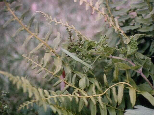 [Photo of preying mantis in the ferns and stuff.]