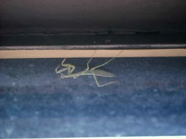 [Photo of preying mantis on window.]
